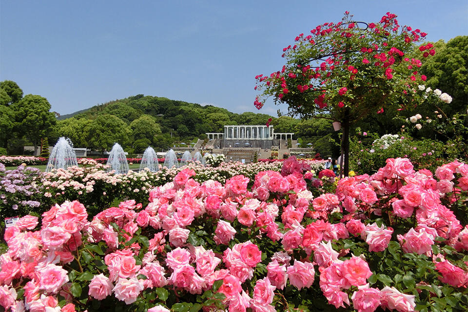 貴族の薔薇様専用-